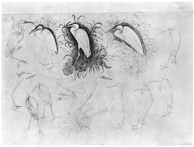 Catorce garzas, del Álbum Vallardi de Antonio Pisanello